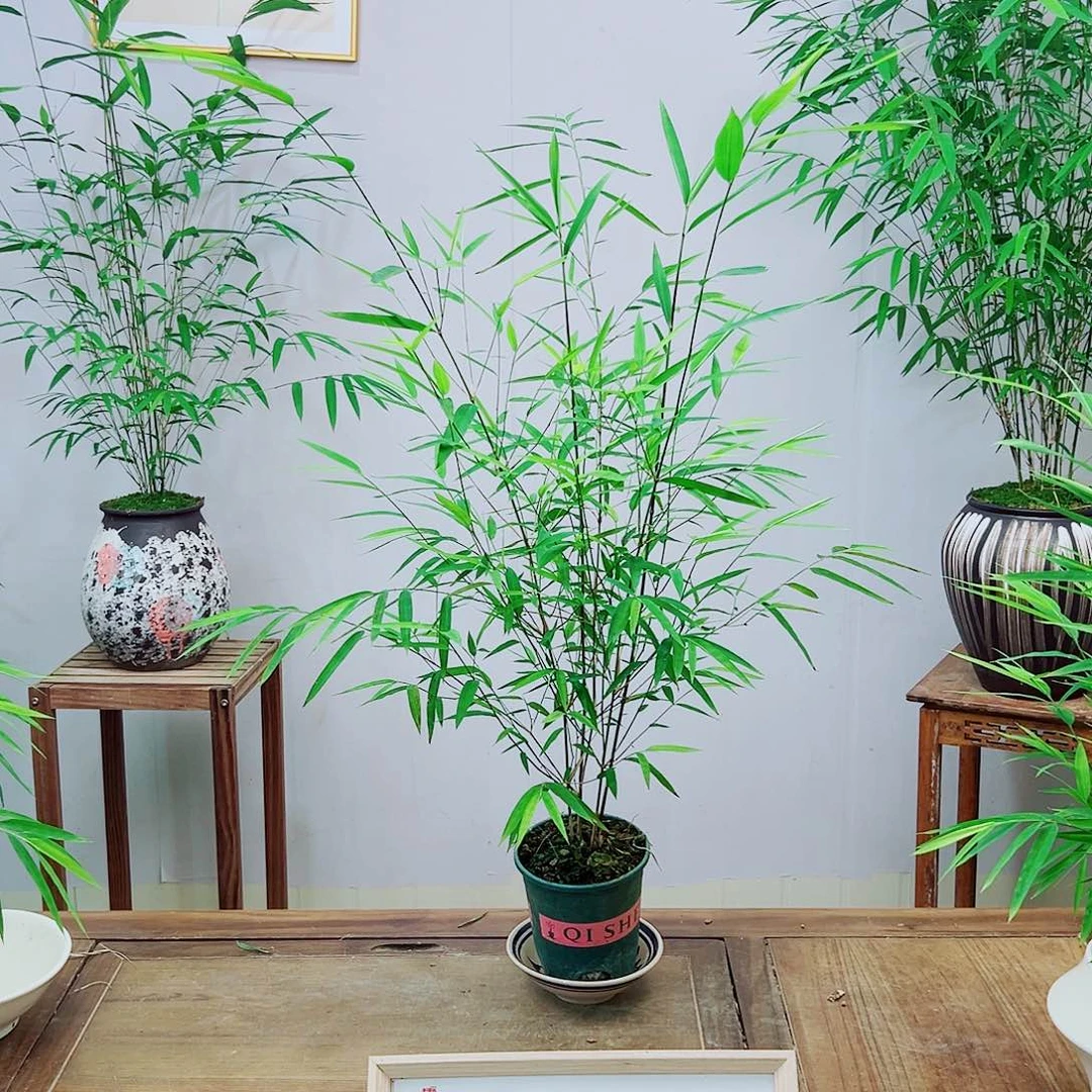 不开花植物内门竹精品种子苗