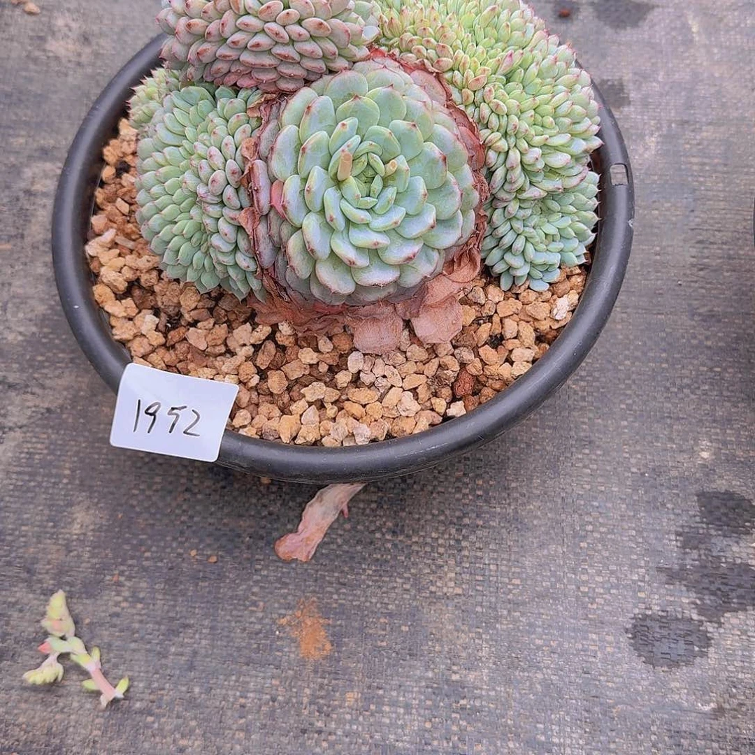 来***张1952白胖子缀多肉植物