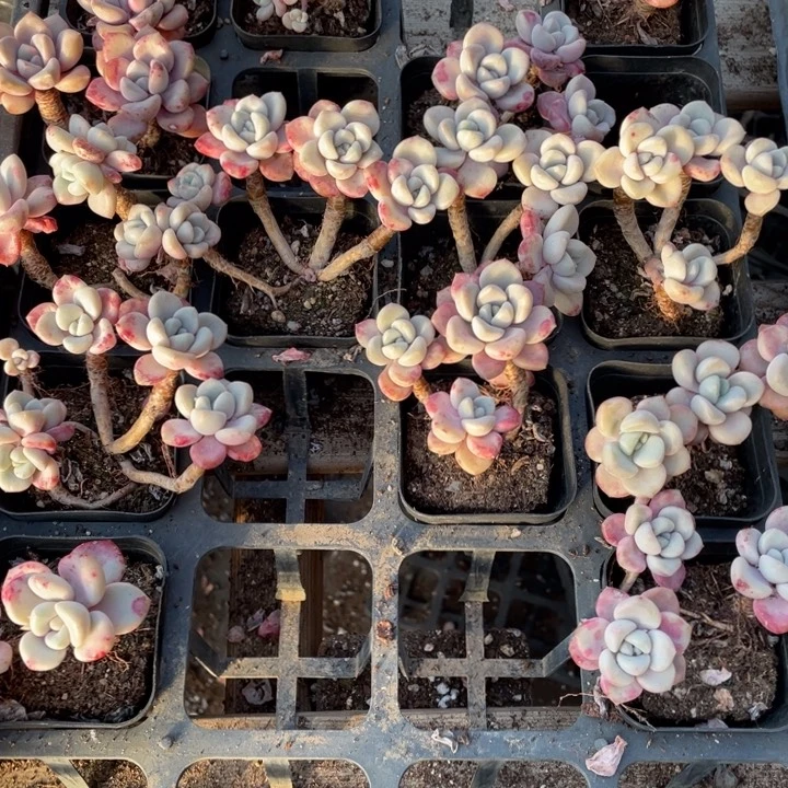 花斑鹿群一颗20包邮新疆西藏不发