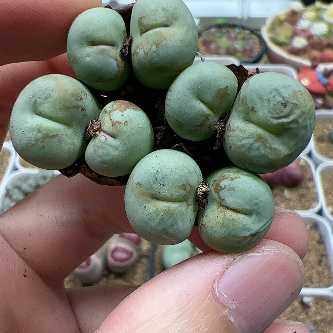 【闪购商品】252 双11福利