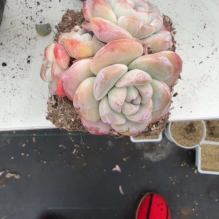 青蛙王子儿童牙膏套装11