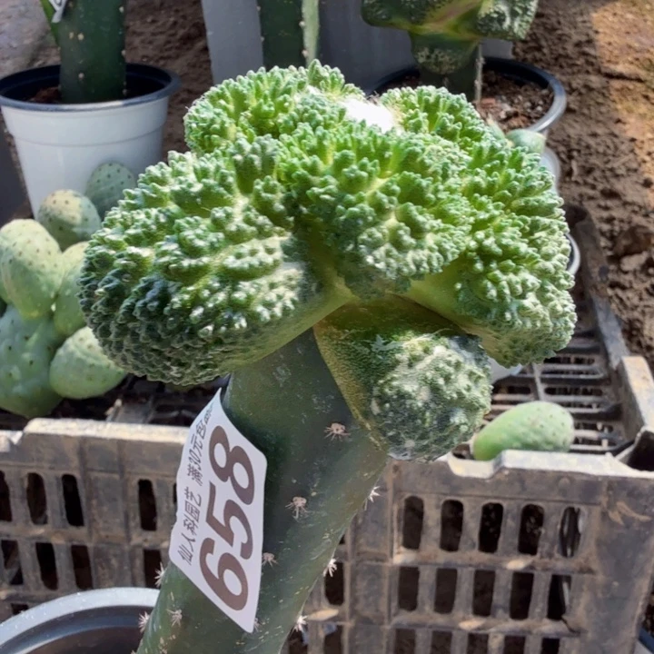 无花朵658荔枝大尤哥斯拉牡丹9.6公分