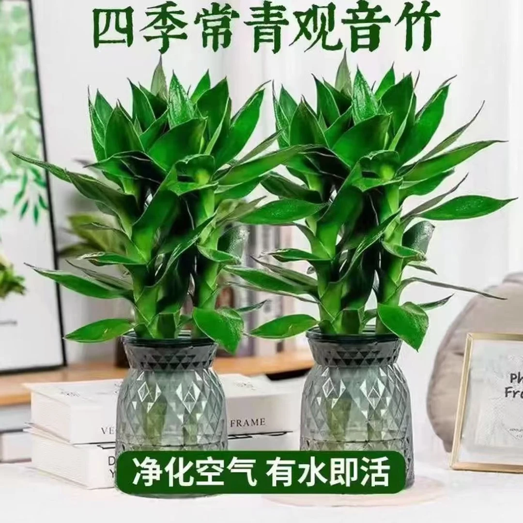 【买一送一】水培观音竹富贵竹室内桌面盆景四季常青好养