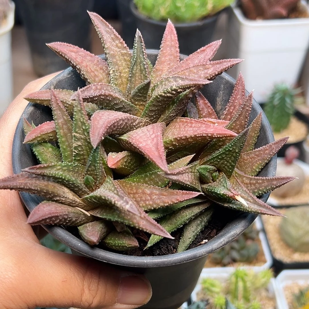 鬼瓦硬叶十二卷群一颗