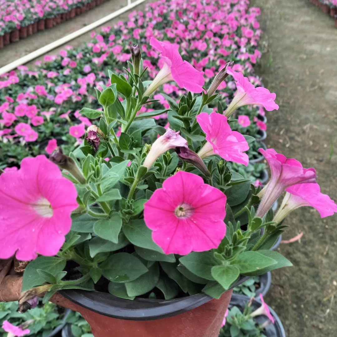 矮牵牛盆栽带花大苗阳台庭院摆放，花期长，好养，基地直发。