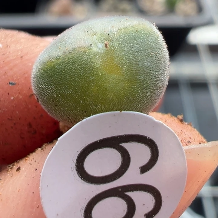 66号双11福利不代表平时价格