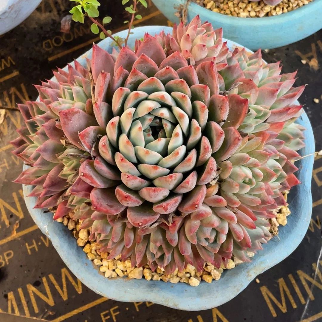 多肉植物一物一拍