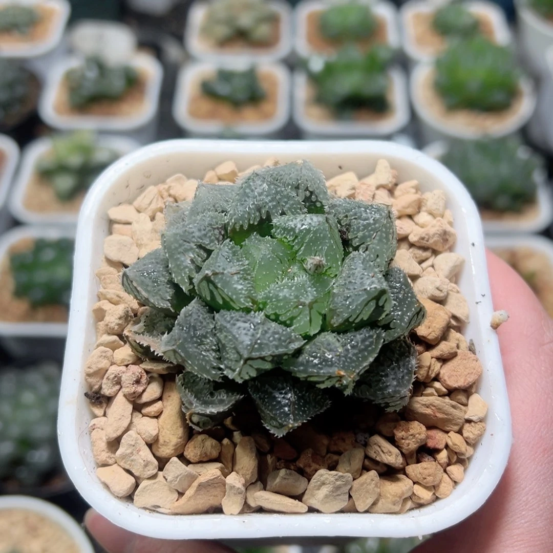 巨大化魔刺寿玉露多肉