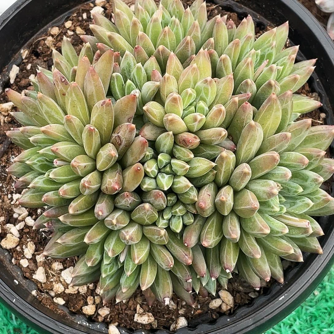 整桩无砍多头手捧黛玉美人一颗