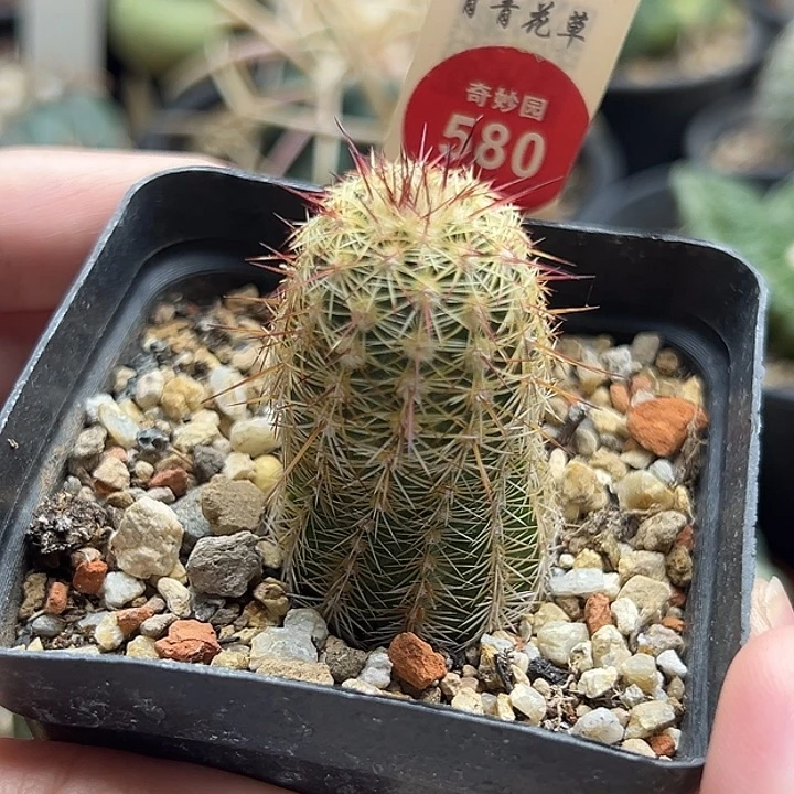 实生带中刺青花虾一棵