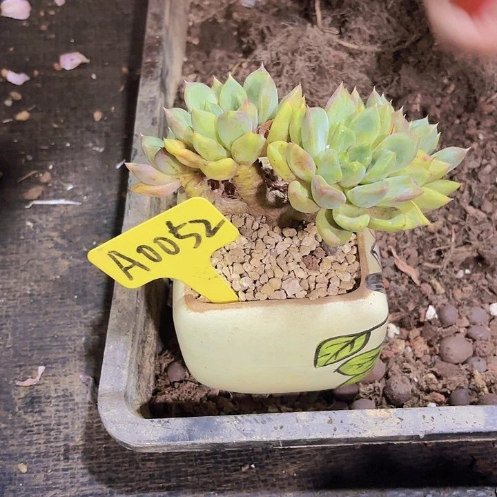 咖*?A0052象牙一物一拍