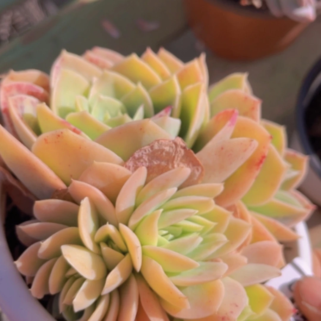 【闪购商品】星纳塔缀19230