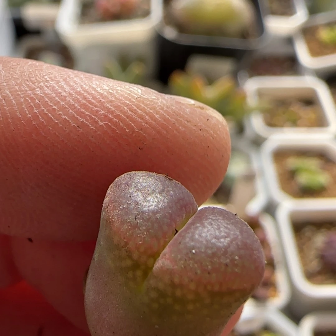 【闪购商品】鱼*8335