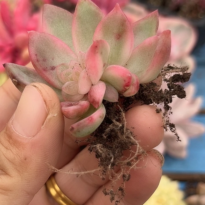 3304冰月亮锦底座炸了