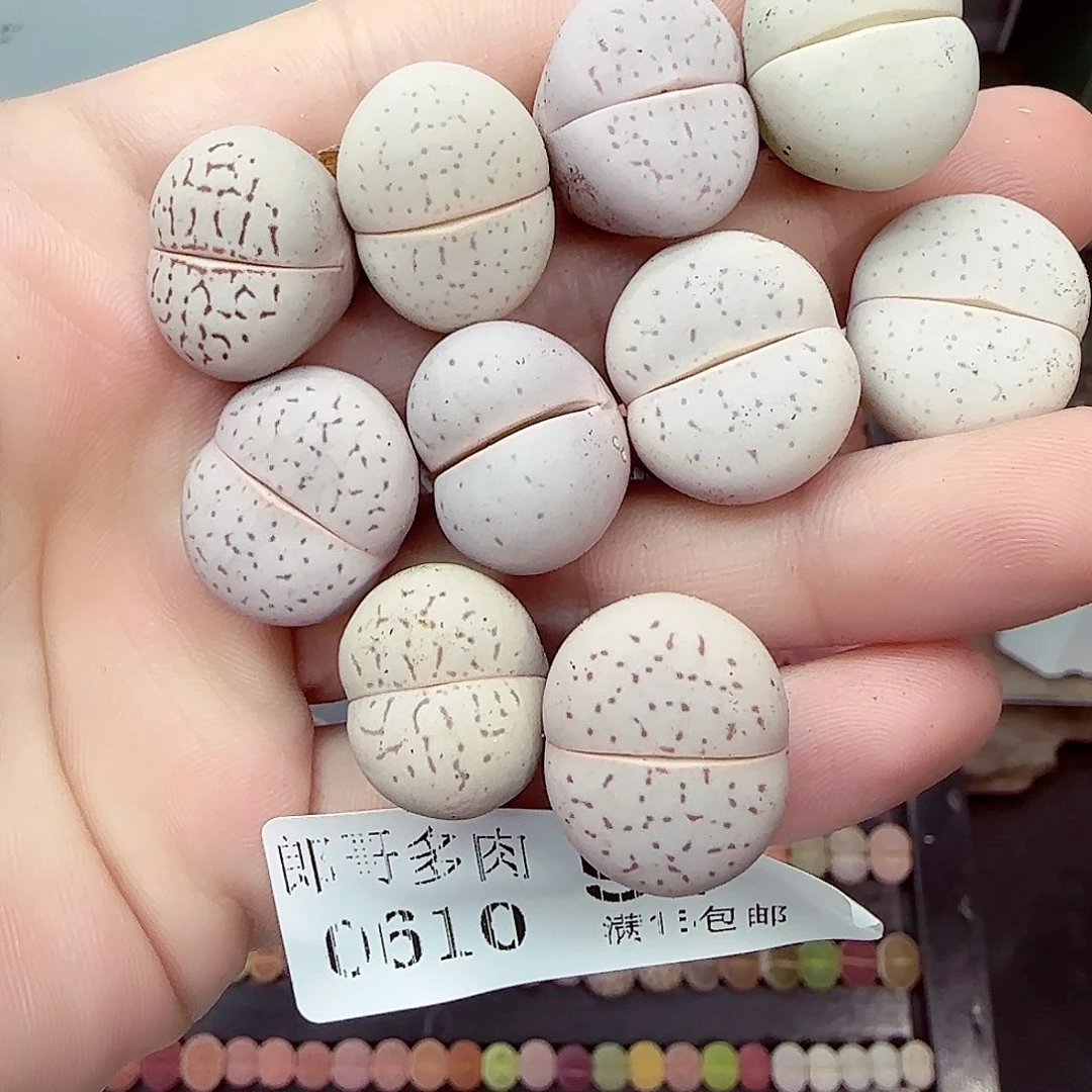满18包邮0610-97