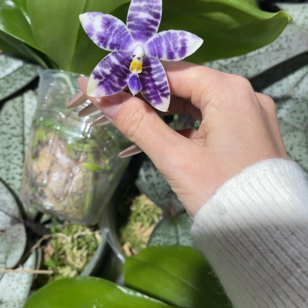 完全开放柳林3512