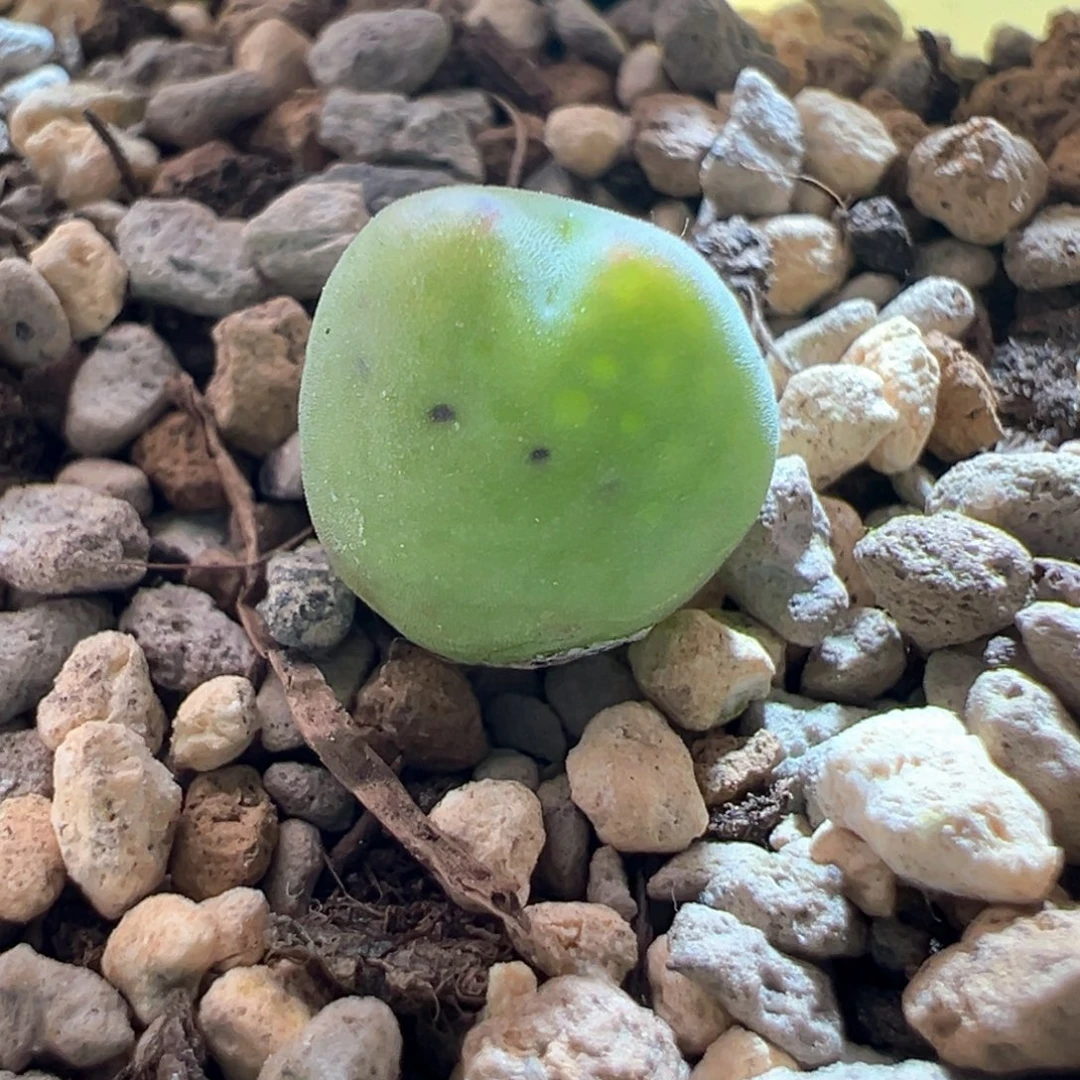 懒***。w976。优选青蛙sh458 少将