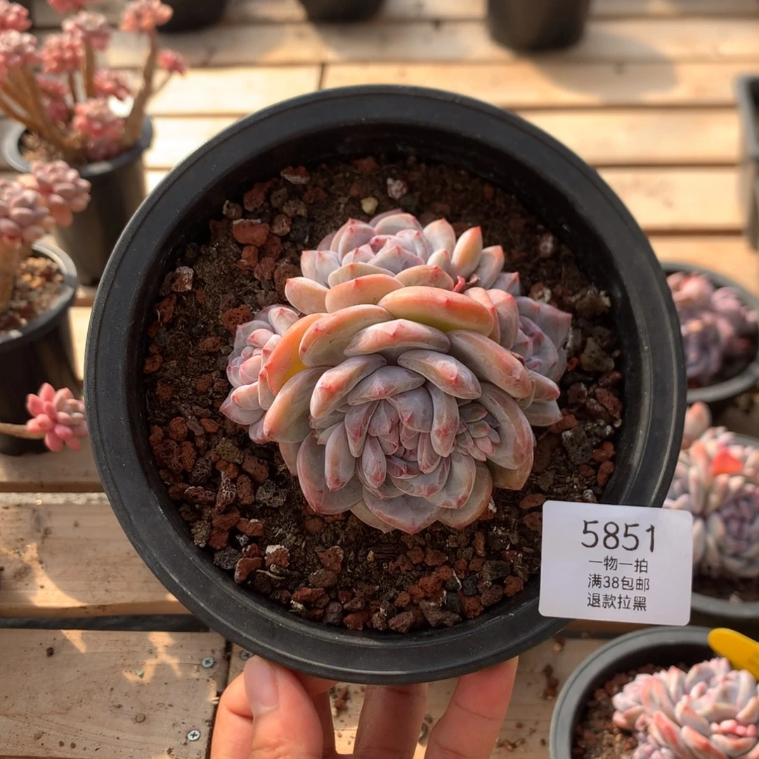 9.7厘米四头有砍紫皮石榴籽 5851
