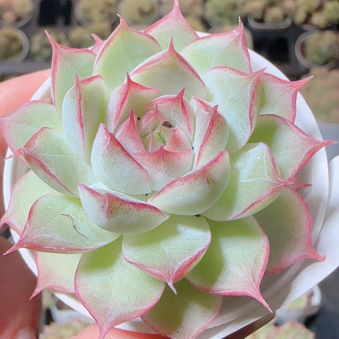 花语逸镜1111-480