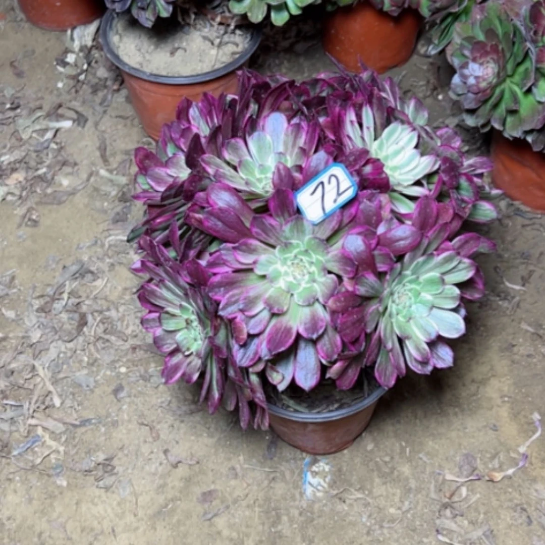 【闪购商品】幸****7多肉植物粉墨72