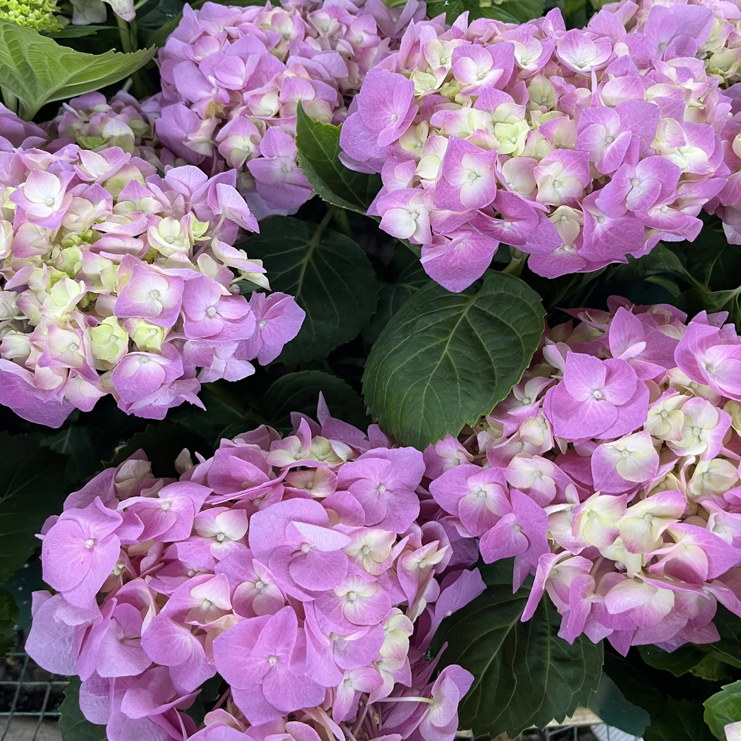 贝拉绣球花盆栽花卉庭院阳台新手易养护喜水植物