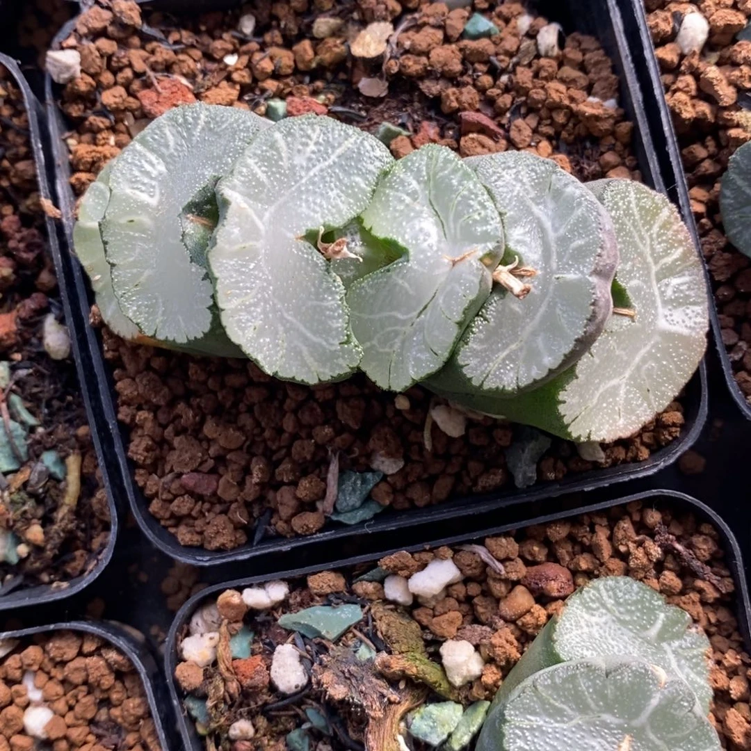 一颗牛逼玉扇。