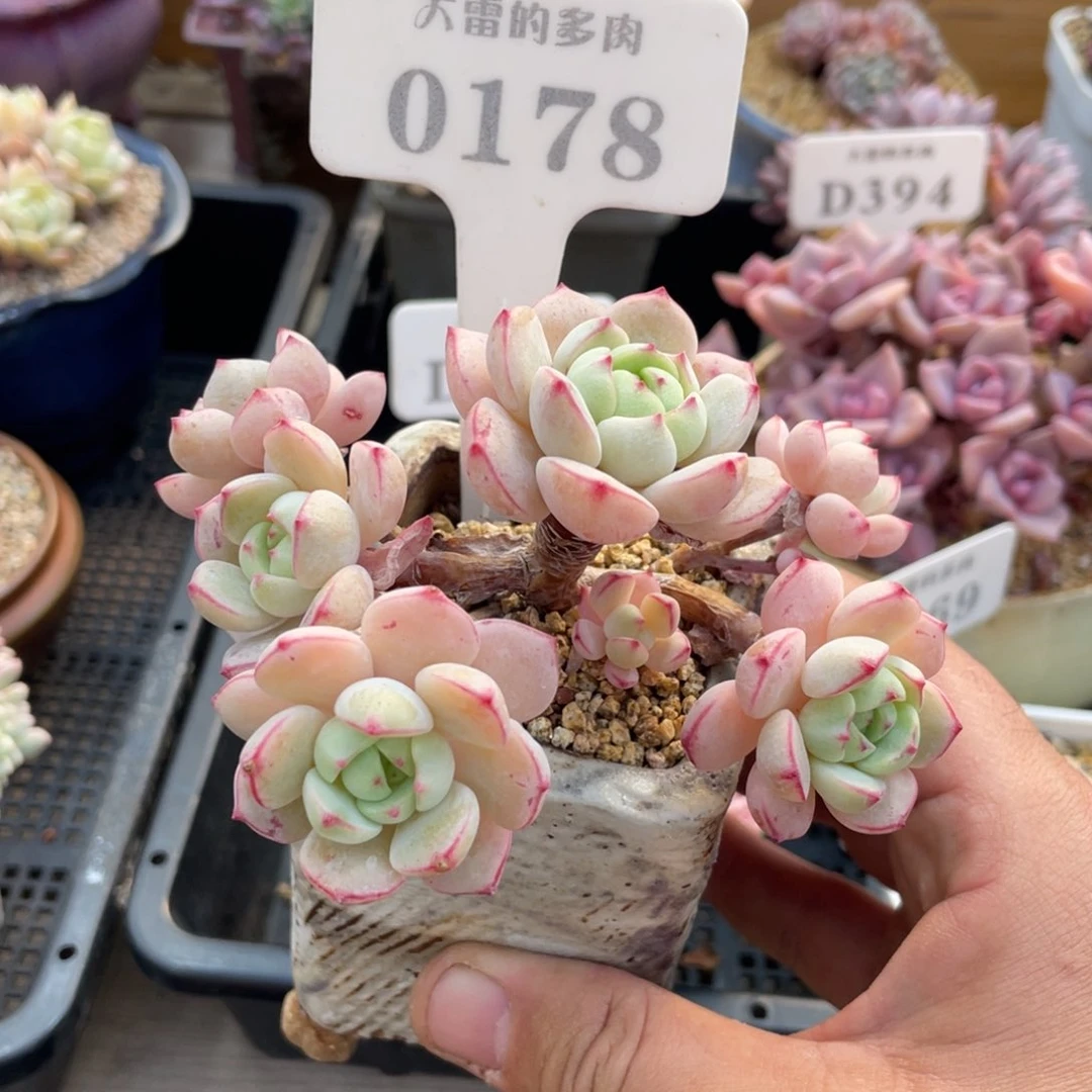 0178香草不带盆12厘米