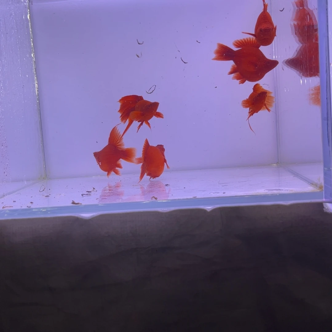 宁***郭红剑鱼高鳍红箭球