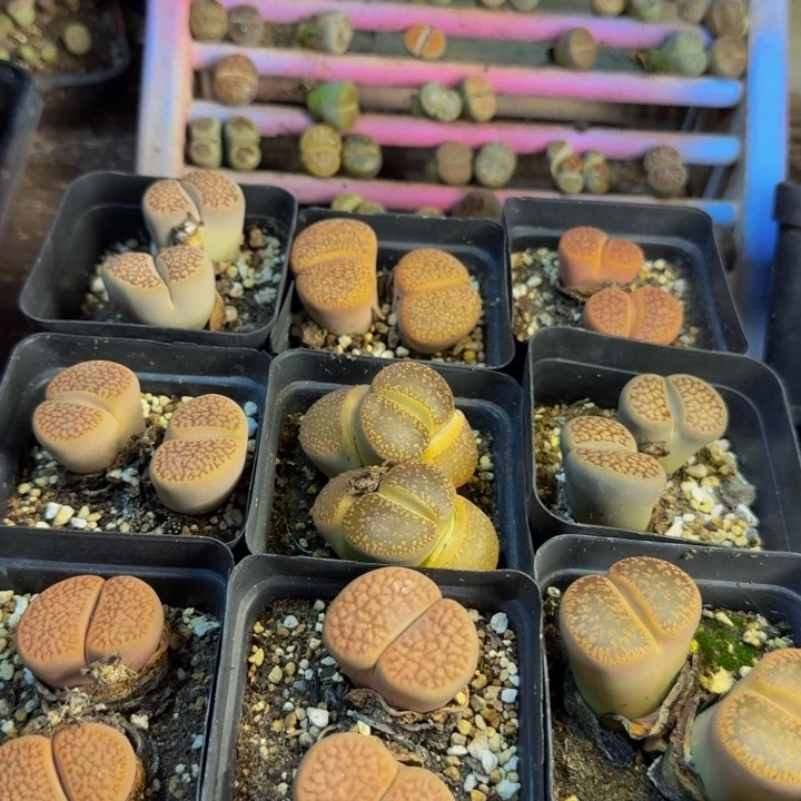 缘****！多肉植物和植物等43