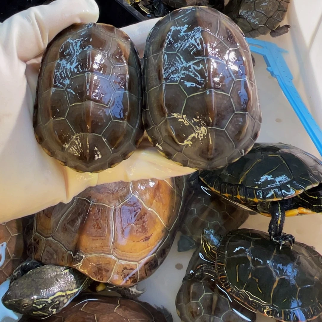 茅***泽中华草龟公母搭配