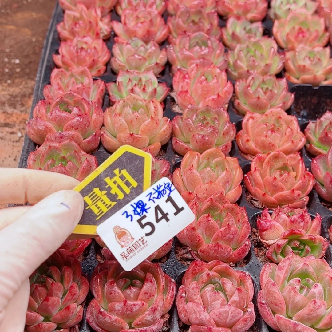 多肉植物多肉植物
