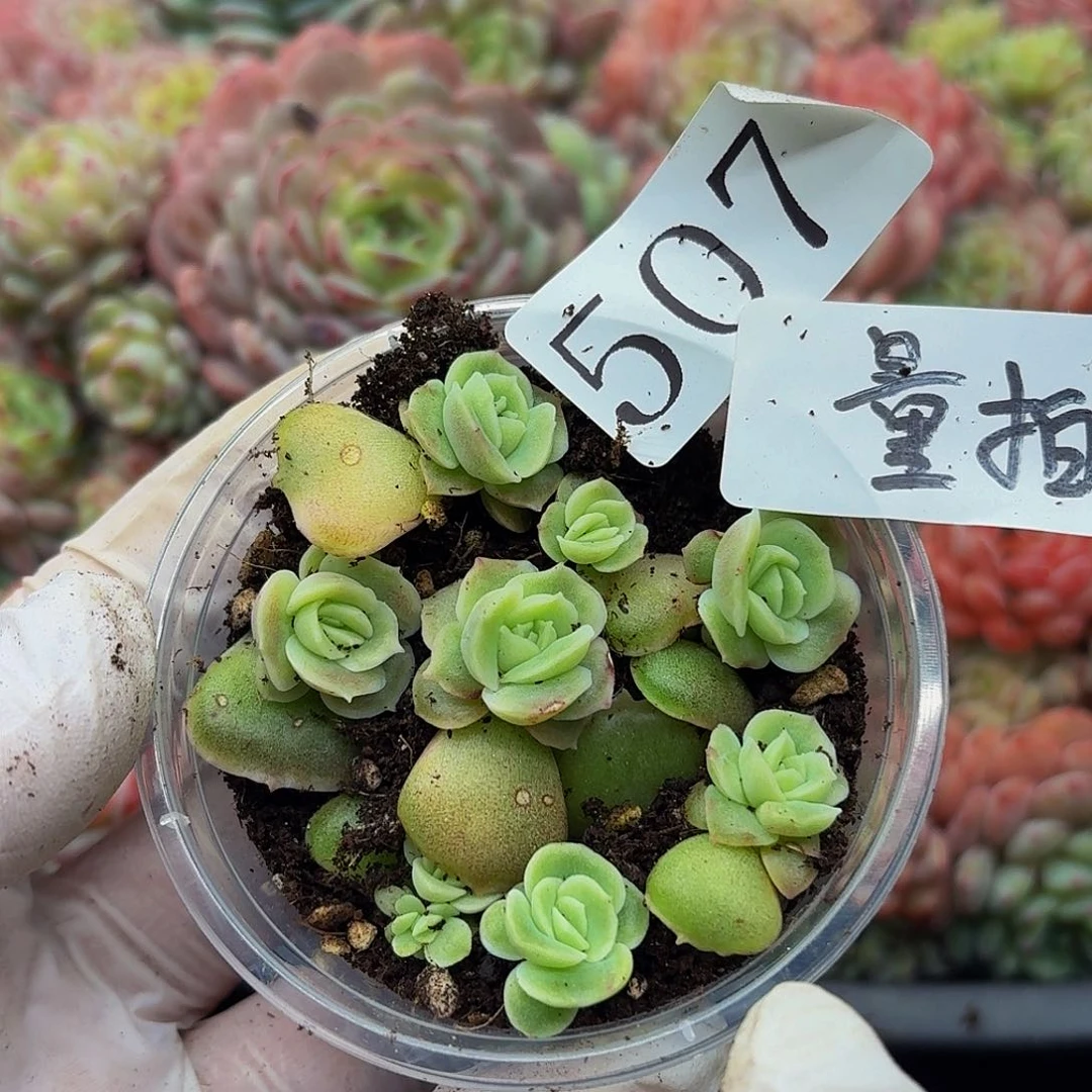 多肉植物多肉植物507量拍