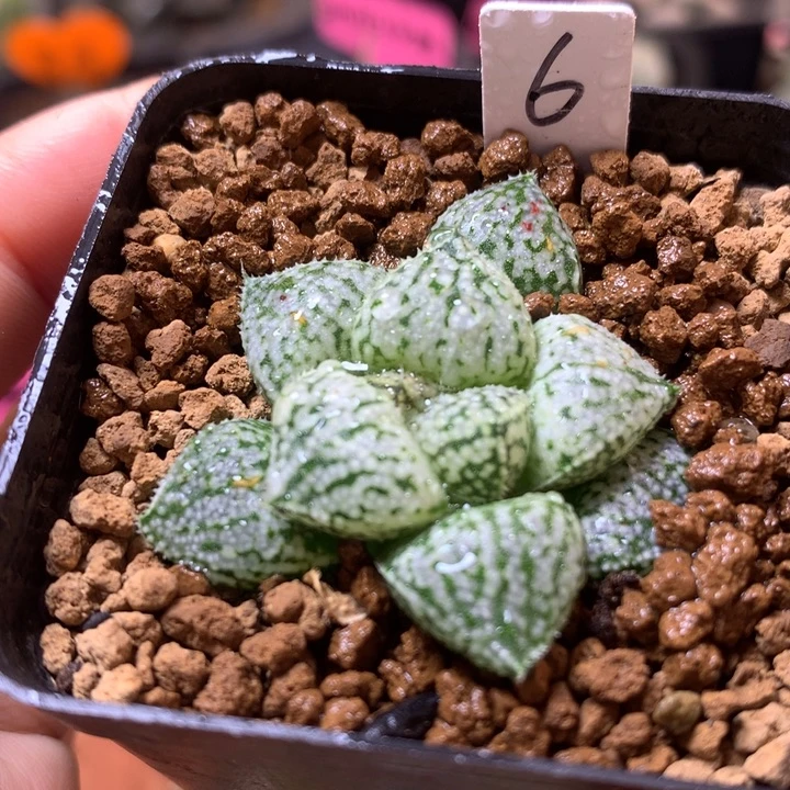 美吉x白银带盆土发货