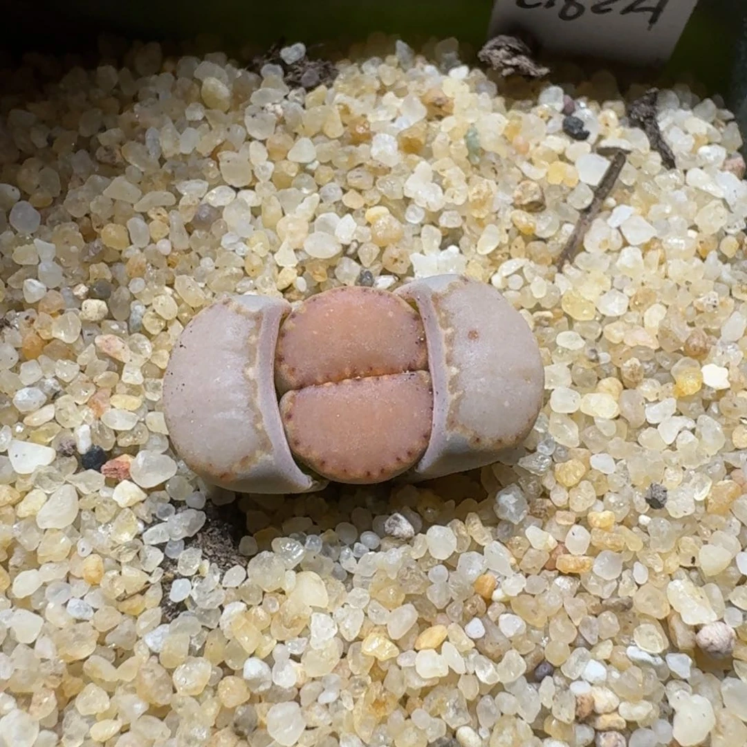 布****40218-46饼干编号162a