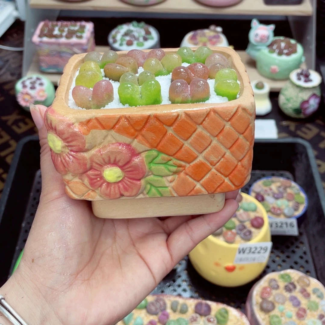 w3231 开播福利 带盆土发货一物一拍