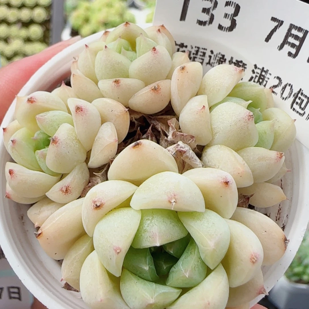 花语逸镜0717-133散