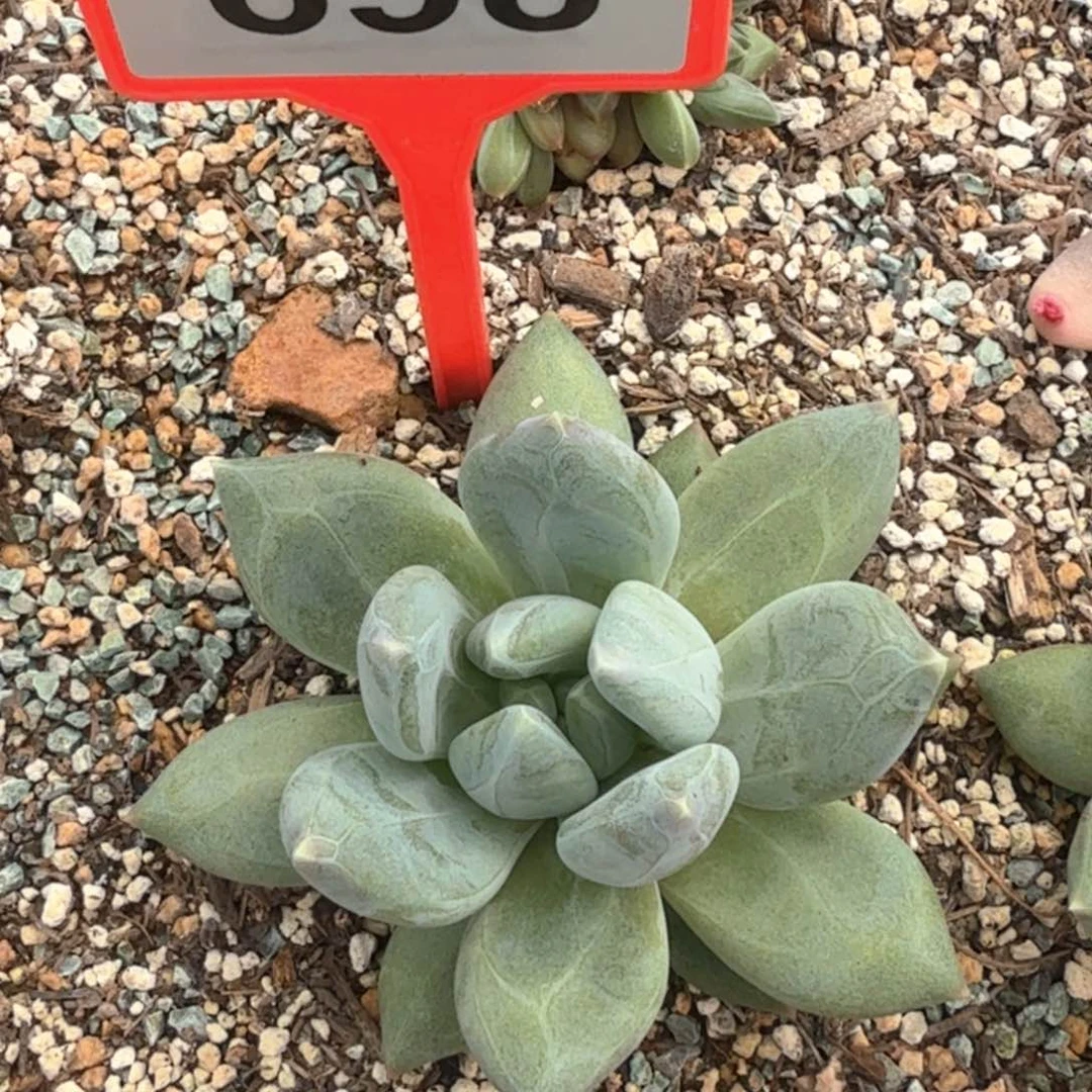 波光多肉植物698.