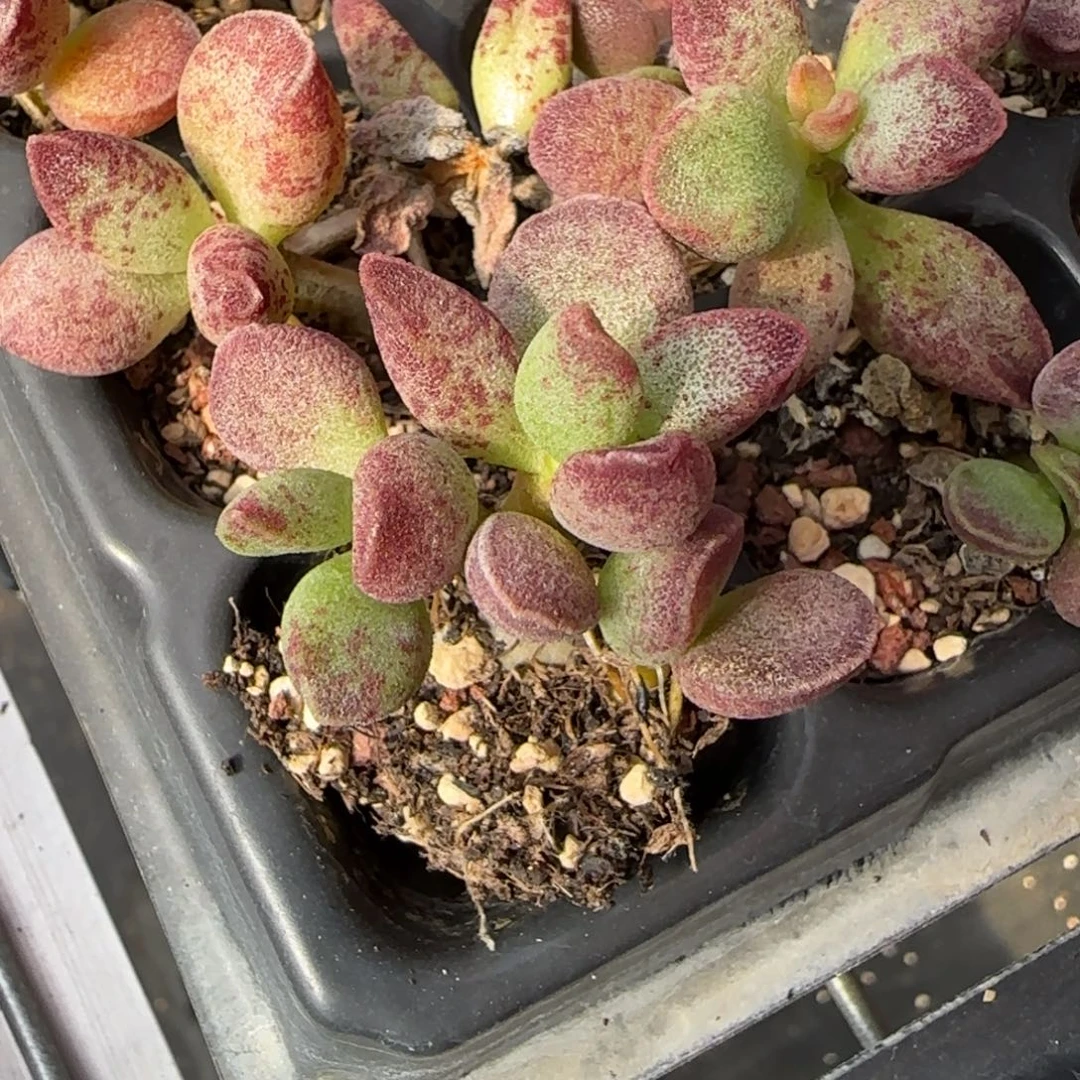 艾薇儿水泡多肉植物