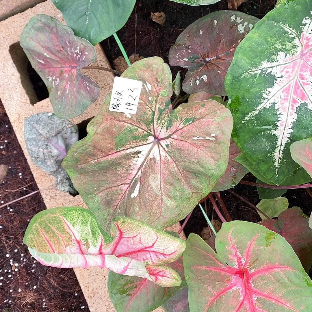 陈***以无花朵陈可以专拍