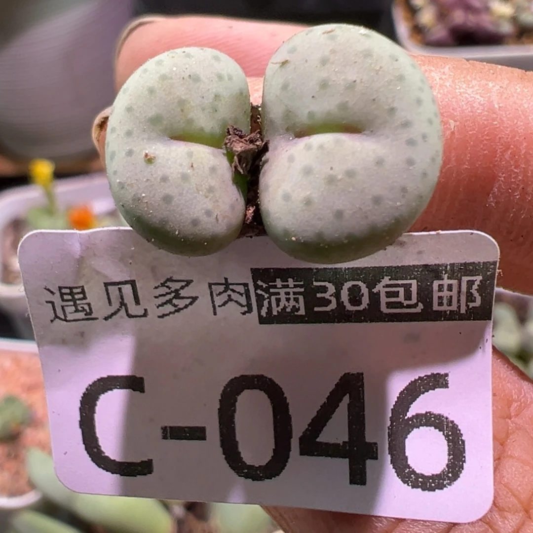 多肉植物111111111111