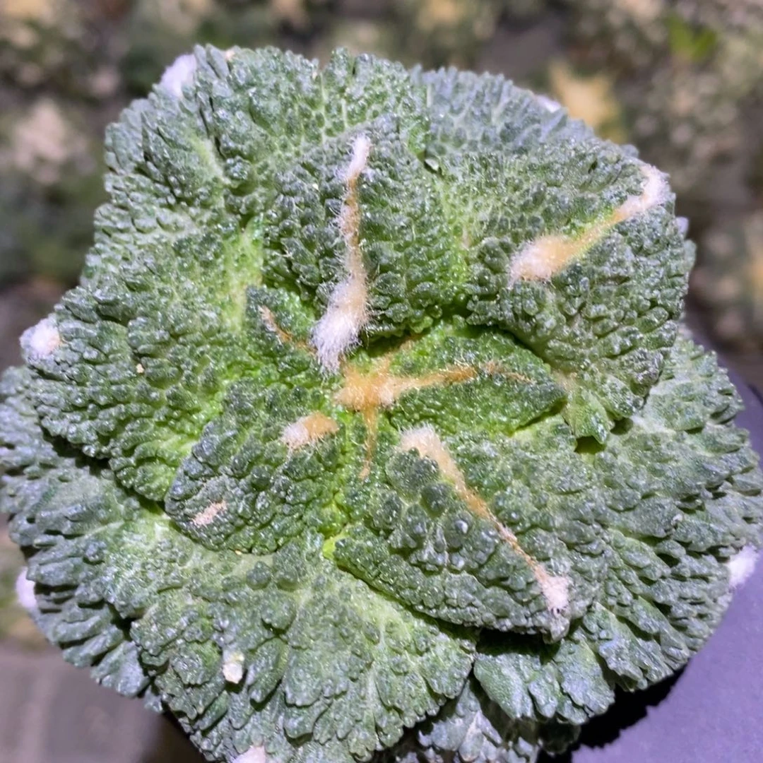 无根哥斯拉无瑕疵特价8.4cm