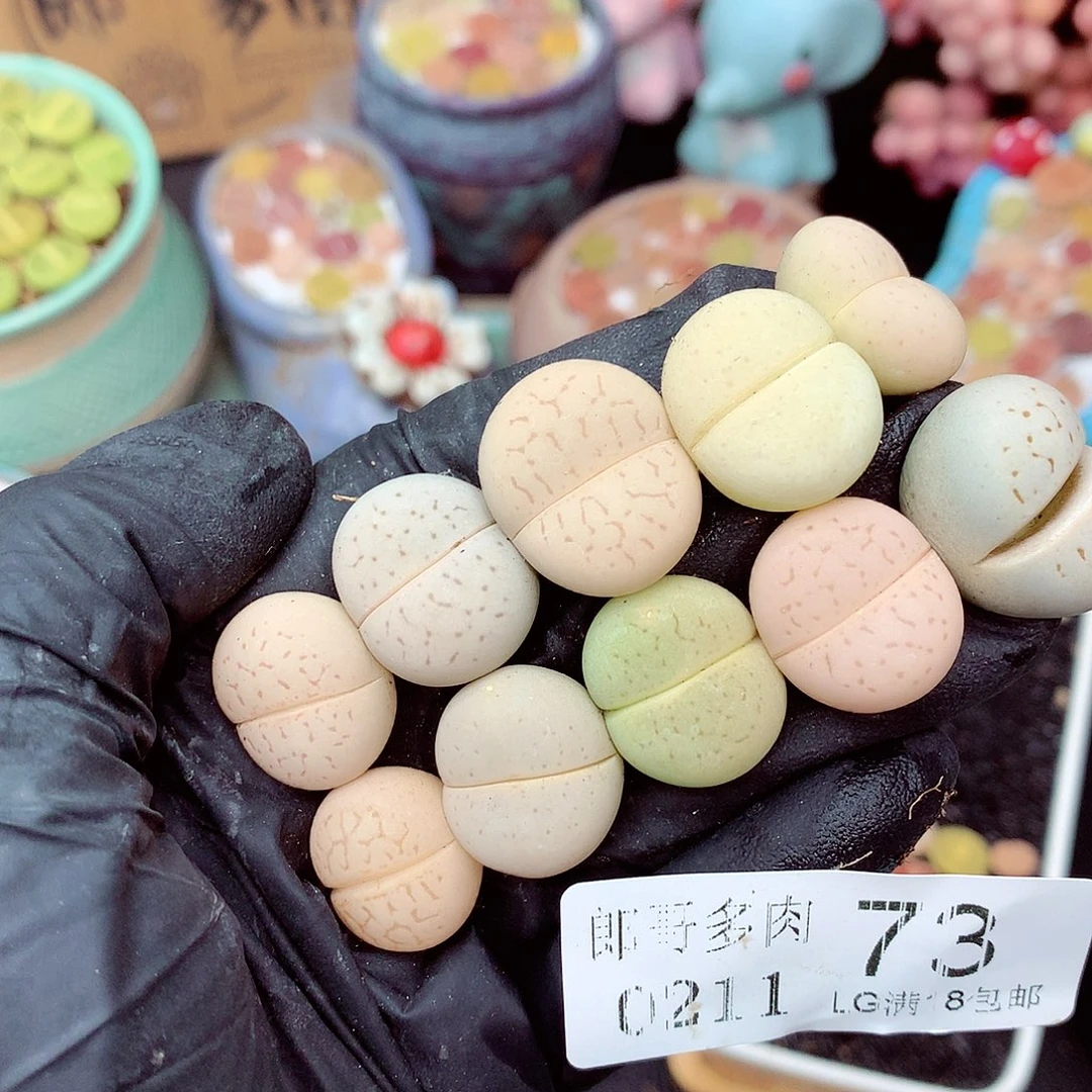 郎哥多肉生石花11-73