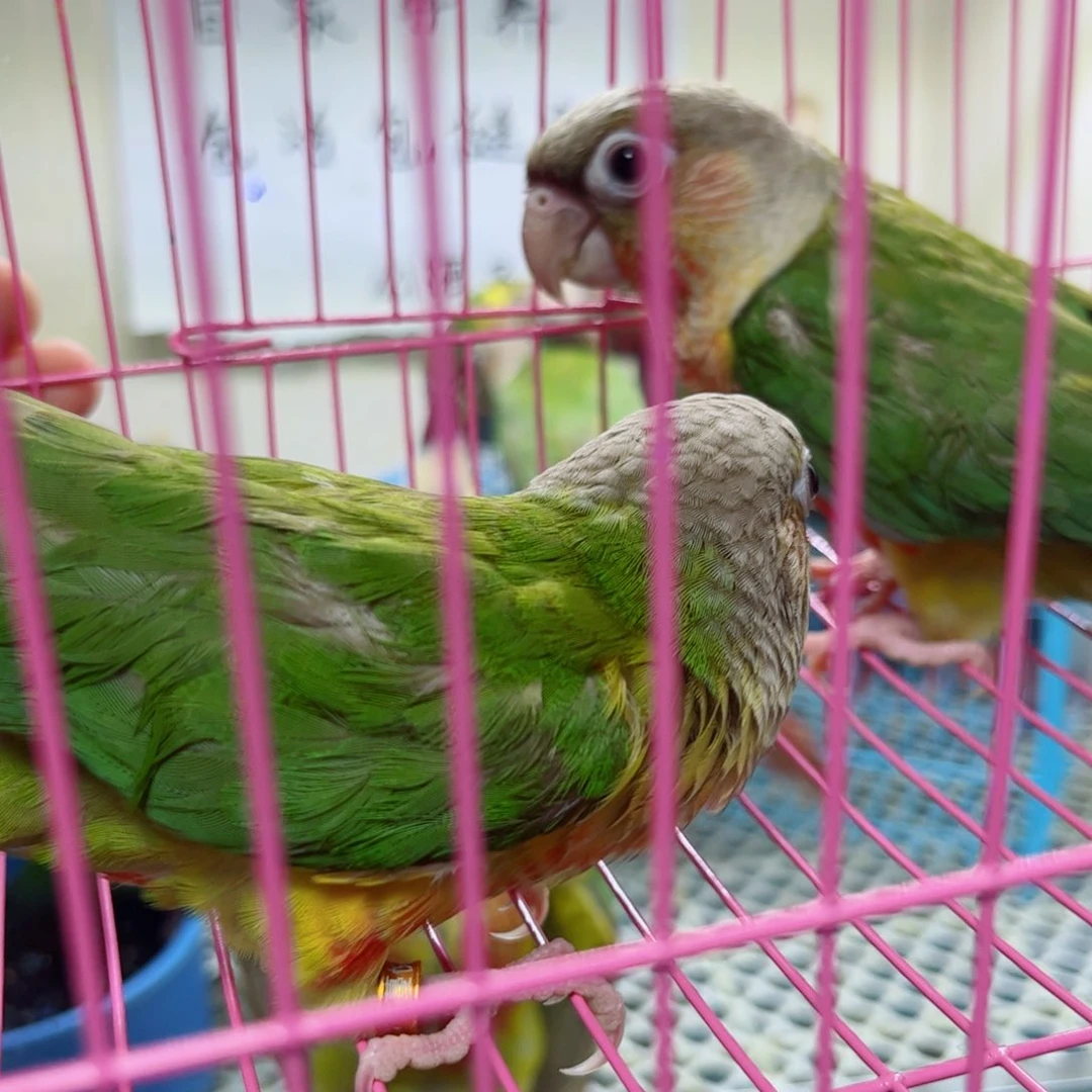 玄凤鹦鹉/鸡尾鹦鹉