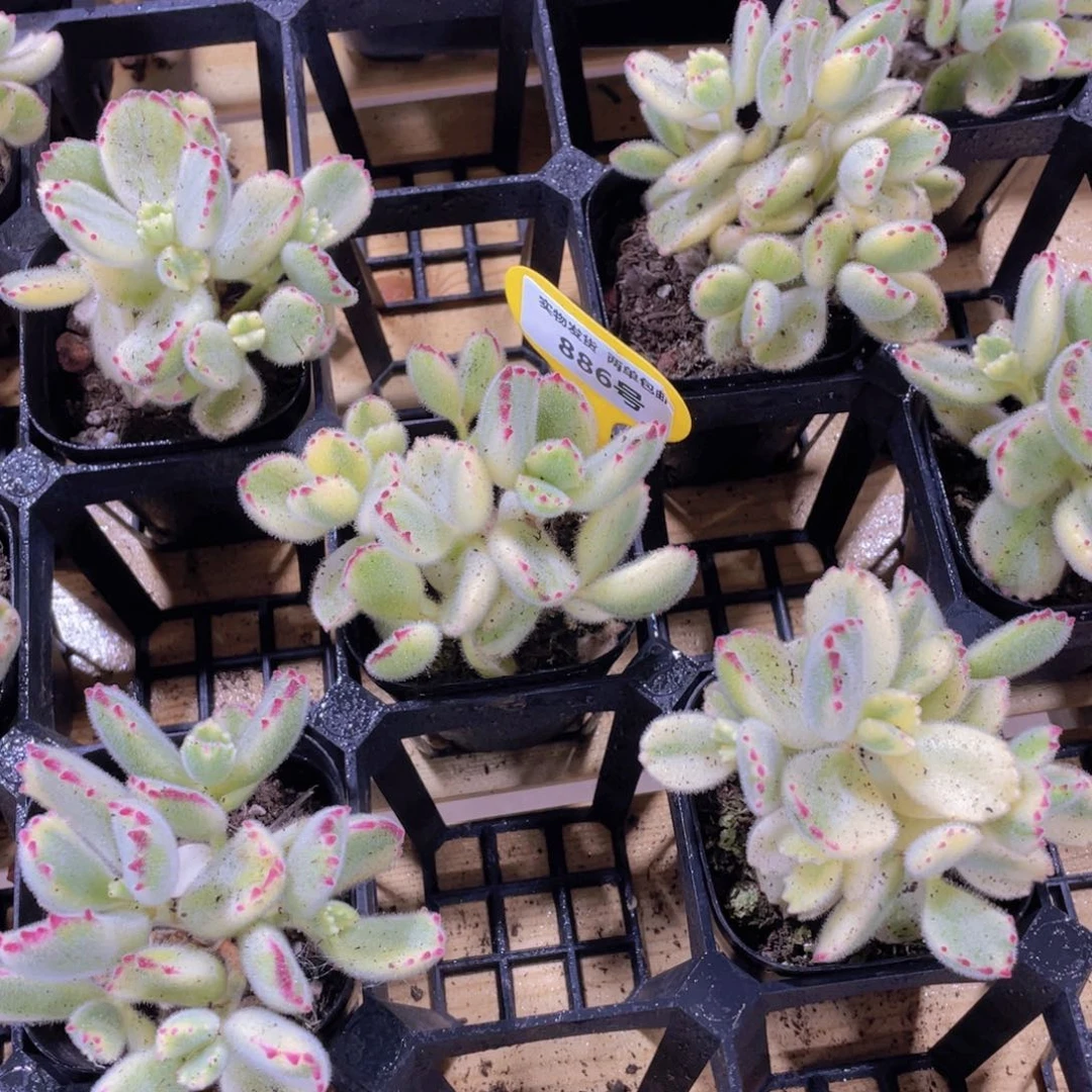 886号 老桩熊童子白熊多头群一个