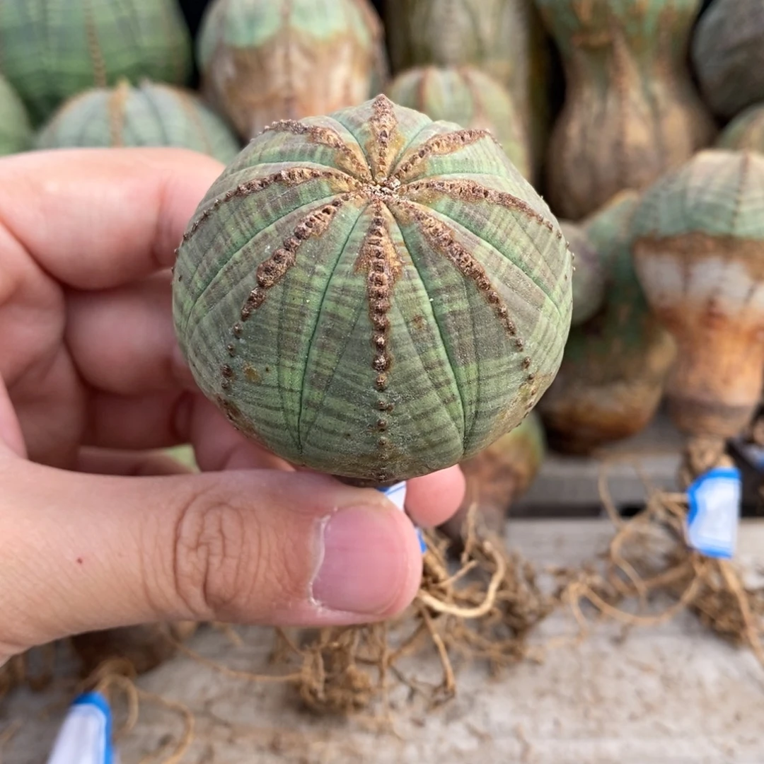 10 欧系实生布纹球多肉植物