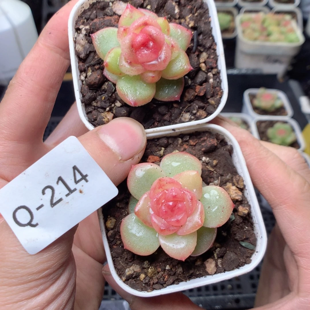 全部花朵Q214。 yyyyyyyyy