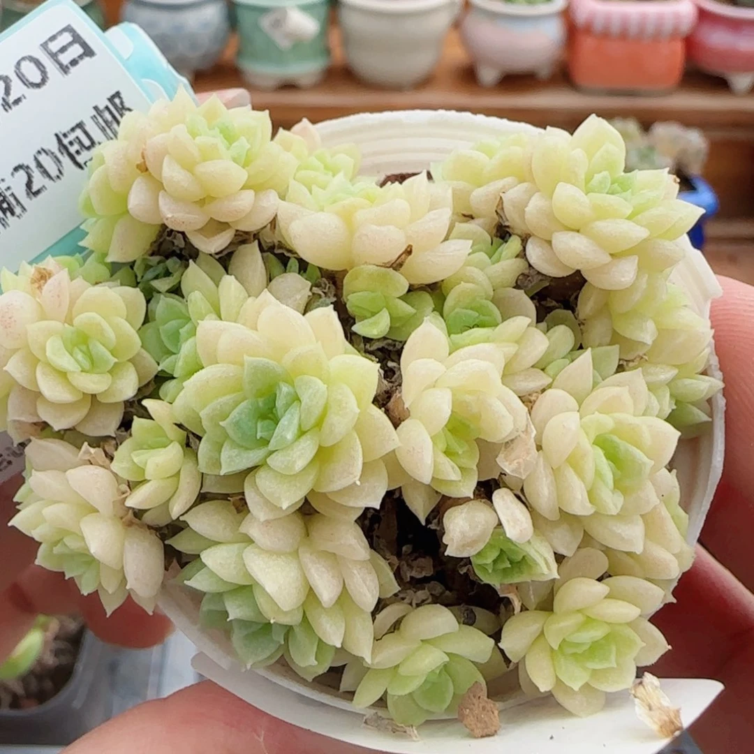 花语逸镜0820-33散