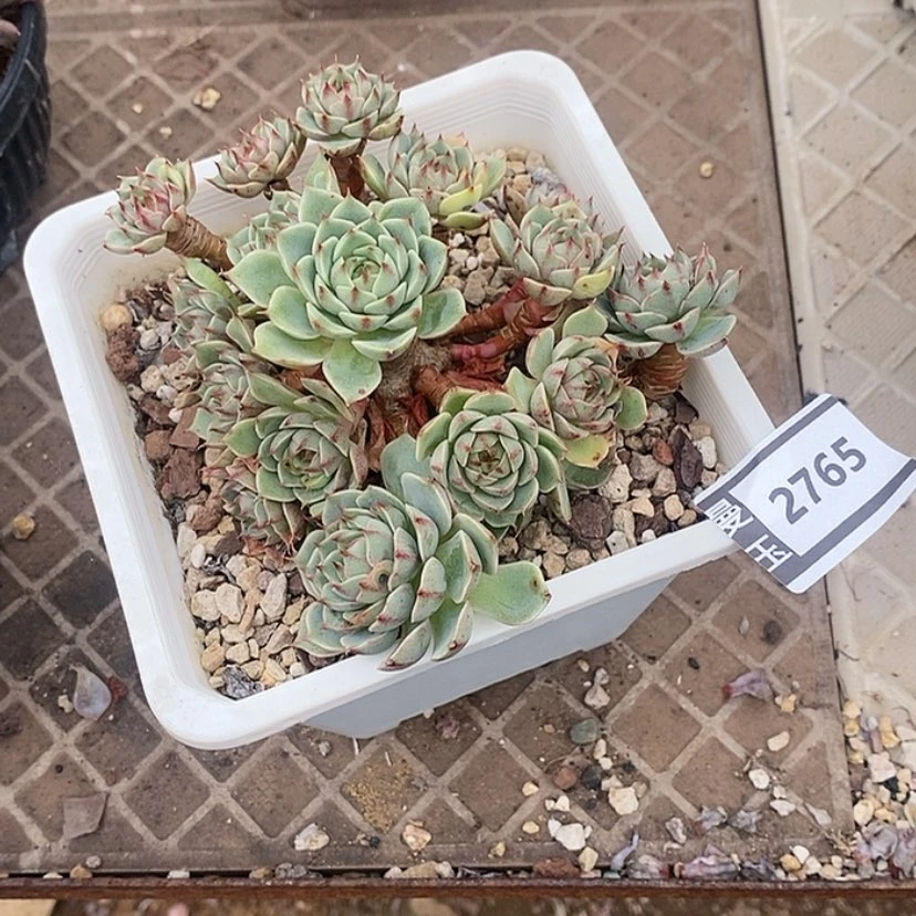 【闪购商品】三**9笨吧2765