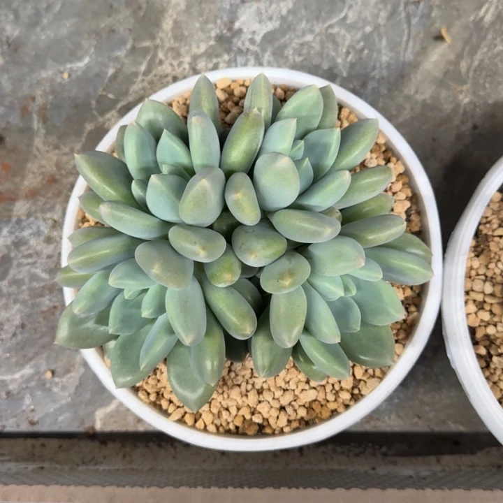 黄胖体 哥特 4头 一物一拍