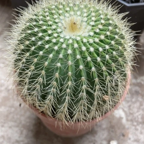 金冠仙人球5米仙人球